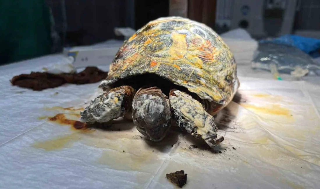 Bilecik’te otluk alanda meydana gelen yangında alevlerin içinde kalarak yaralanan