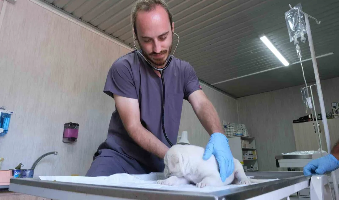 Altıeylül Belediyesi tarafından hayvan sevgisini artırmak, sahipsiz hayvanların sıcak bir