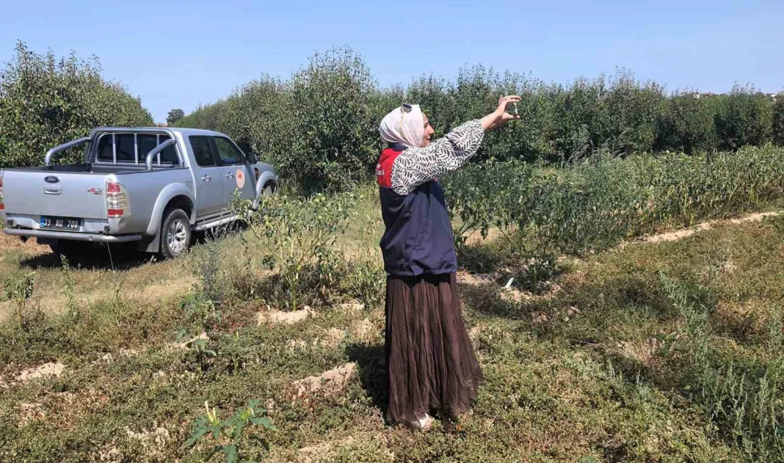 Kırklareli’nin Babaeski ilçesinde tarım arazilerinin güncel kullanım durumunun belirlenmesi için