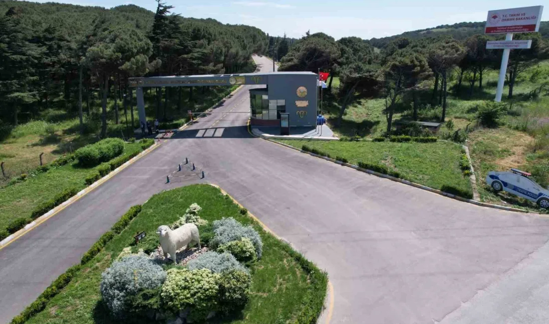 Bandırma Koyunculuk Araştırma Enstitüsü Islah ve Genetik Bölüm Başkanı Dr.