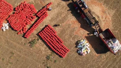 Tekirdağ’ın coğrafi işaretli tarımsal ürünlerinden olan ve 2022’de tescillenen Tekirdağ