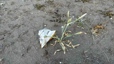 Sakarya’nın Kocaali ilçesi sahillerinde yetişen ve koparılması halinde 700 bin