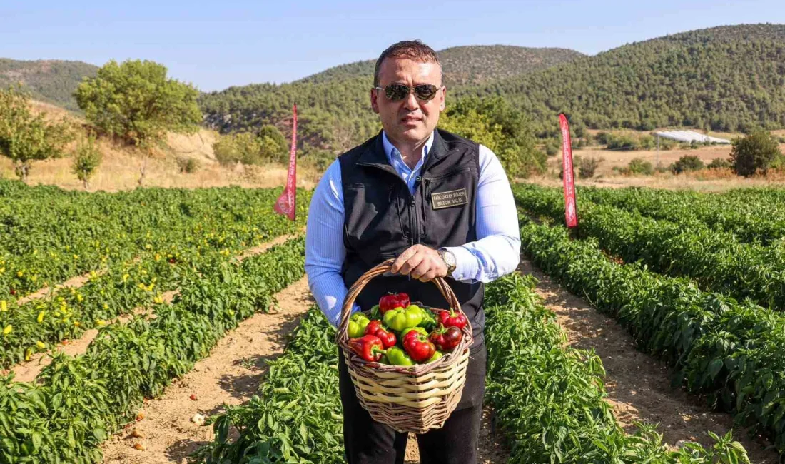 Bilecik’te coğrafi işaretli Kamber Biberi’nde hasat başladı. Bilecik’in Söğüt ilçesinde