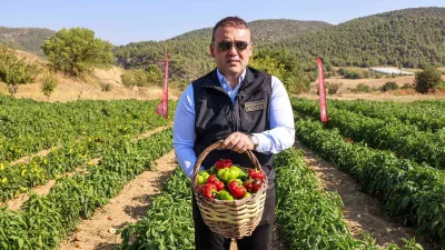 Bilecik’te coğrafi işaretli Kamber Biberi’nde hasat başladı. Bilecik’in Söğüt ilçesinde
