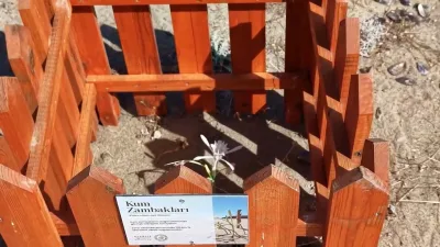 Balıkesir’in Ayvalık ilçesinde, kıyı ekosisteminin en zarif simgelerinden olan ve
