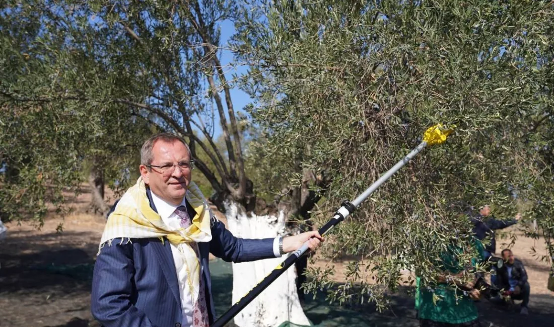 Balıkesir’in Ayvalık ilçesinde; Belediye Başkanı Mesut Ergin zeytin hasat döneminin