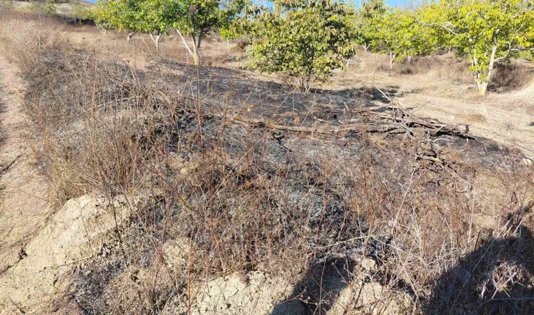 Bilecik’in Yenipazar ilçesinde ceviz bahçesinde çıkan ot ve çalılık yangını