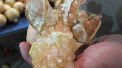 Burhaniye ilçesinde, Havranlı çiftçi Ali Tomur’un ürettiği çekirdeksiz beyaz nar