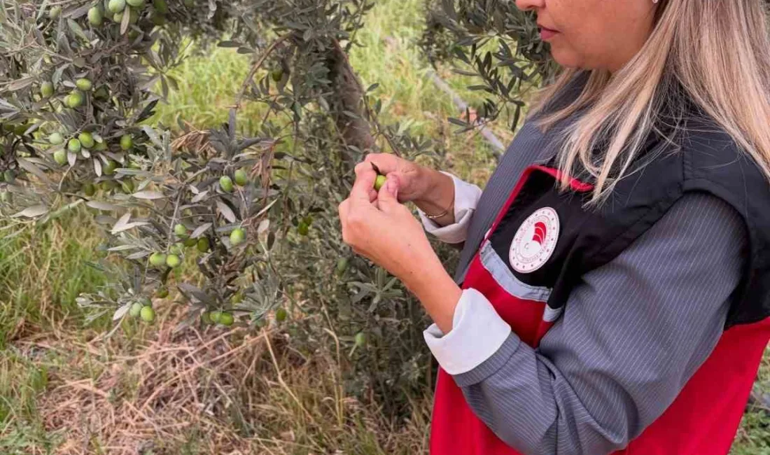 Burhaniye’de yaklaşan zeytin hasadı öncesinde zeytin sineğine yönelik saha kontrolleri