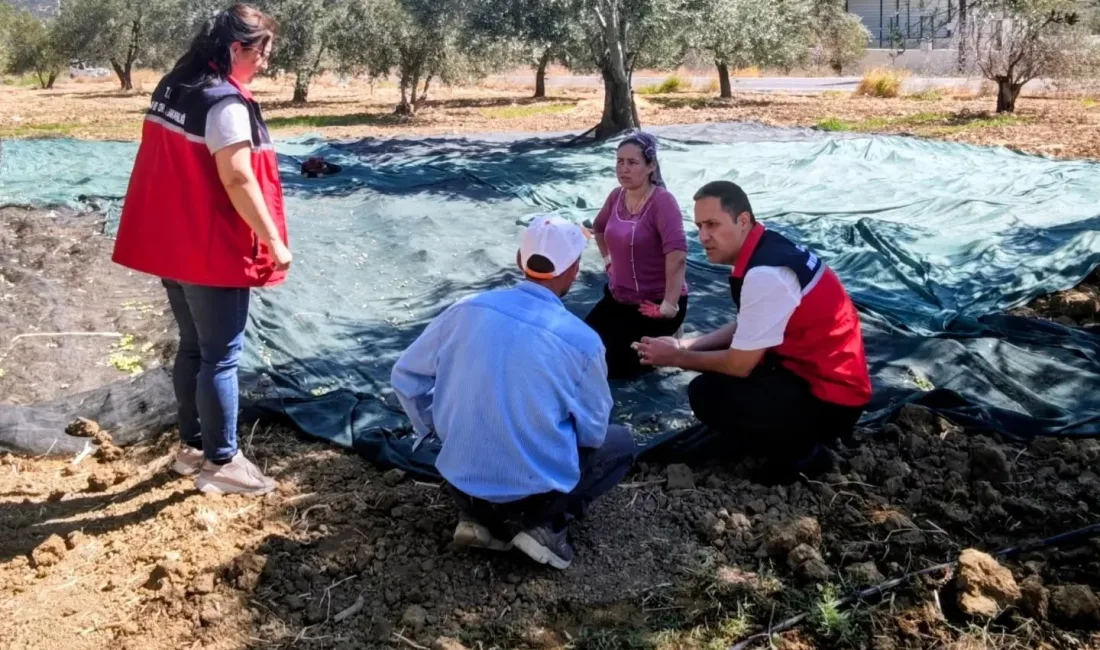 Gömeç ilçesinde, zeytin hasadı başlarken, dünden beri düşen yağışlarda üreticileri
