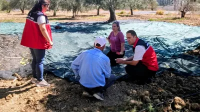 Gömeç ilçesinde, zeytin hasadı başlarken, dünden beri düşen yağışlarda üreticileri