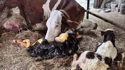 Tekirdağ’ın Hayrabolu ilçesinde bir ineğin ikiz buzağı dünyaya getirmesi, sahibi