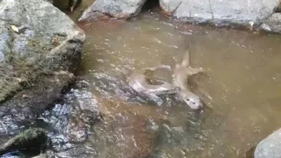 Istranca Dağları’ndaki dere ve su kaynaklarında yaşamlarını sürdüren su samurları,