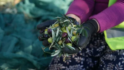 Burhaniye Belediyesi, ilçenin en önemli tarımsal değerlerinden biri olan zeytinde