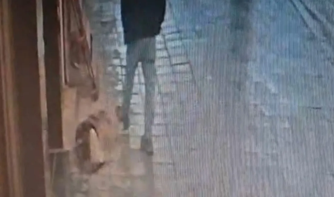 İstanbul Avcılar’da bir dükkan önünde kaldırımda uyuyan köpek, kendisine tekme