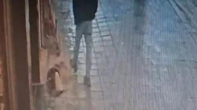 İstanbul Avcılar’da bir dükkan önünde kaldırımda uyuyan köpek, kendisine tekme