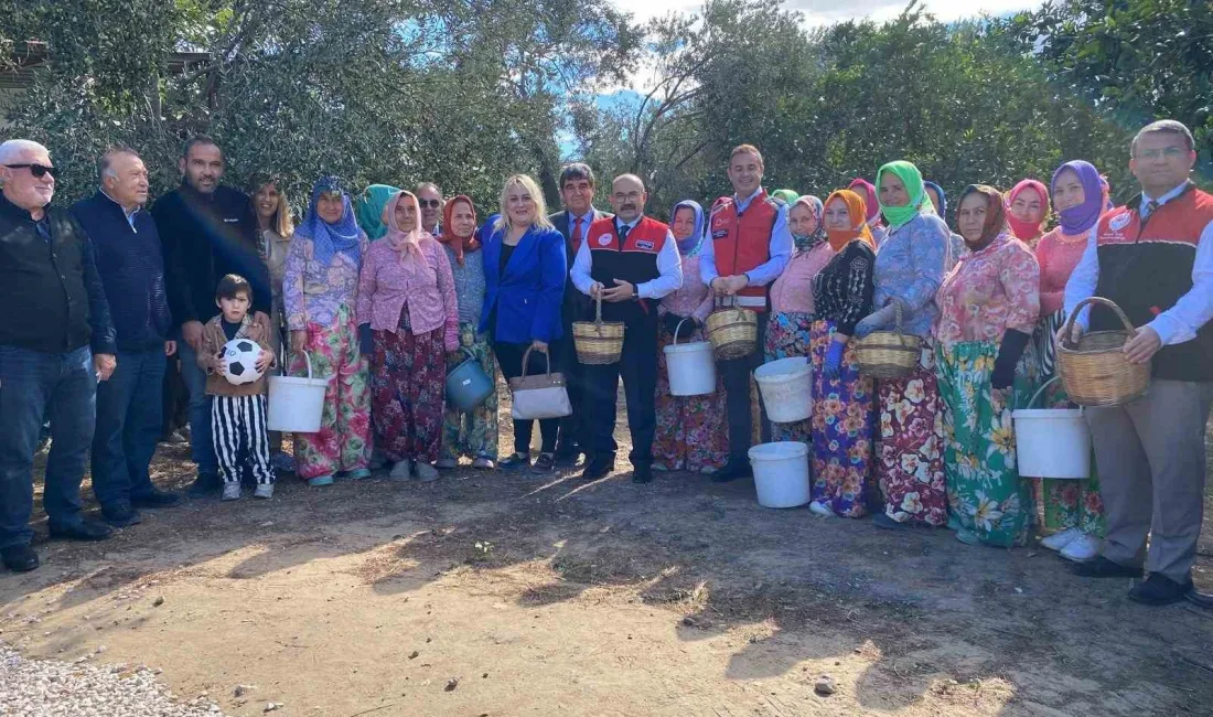 Balıkesir’in Ayvalık ilçesi Altınova Mahallesi’nde ilk zeytin hasadı dualar ve