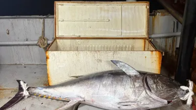 Edirne’nin Enez ilçesinde, Saros Körfezi’ne açılan balıkçılar, 175 kilogram ağırlığında