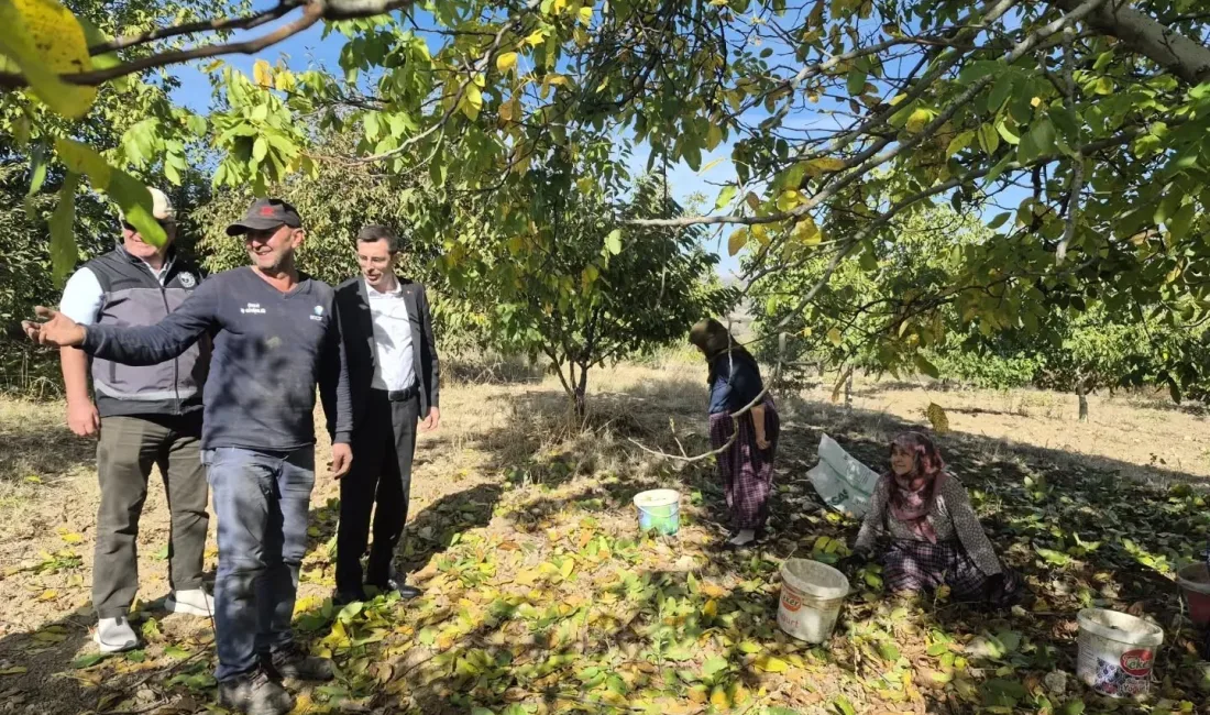 Bilecik’in Yenipazar ilçesinde ceviz hasadı başladı. Bilecik’in Yenipazar ilçesinde Kaymakam