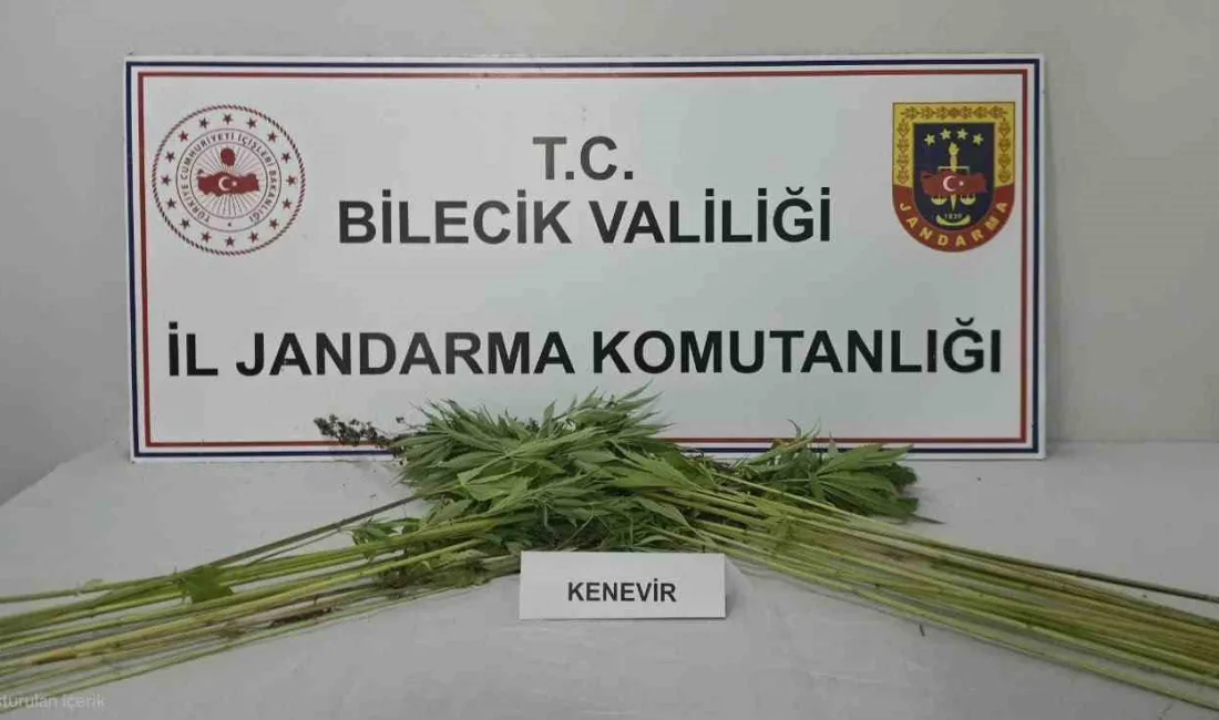 Bilecik’in Pazaryeri ilçesinde bir tarlada ekili halde kenevir bitkisi ele