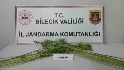 Bilecik’in Pazaryeri ilçesinde bir tarlada ekili halde kenevir bitkisi ele