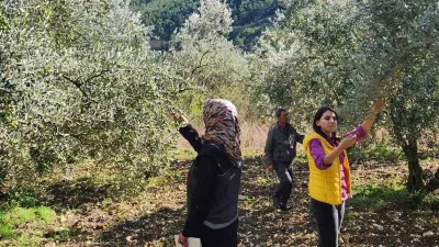 Bilecik’te 2026 yılı zeytin ve zeytinyağı rekoltesinin belirlenmesi amacıyla saha