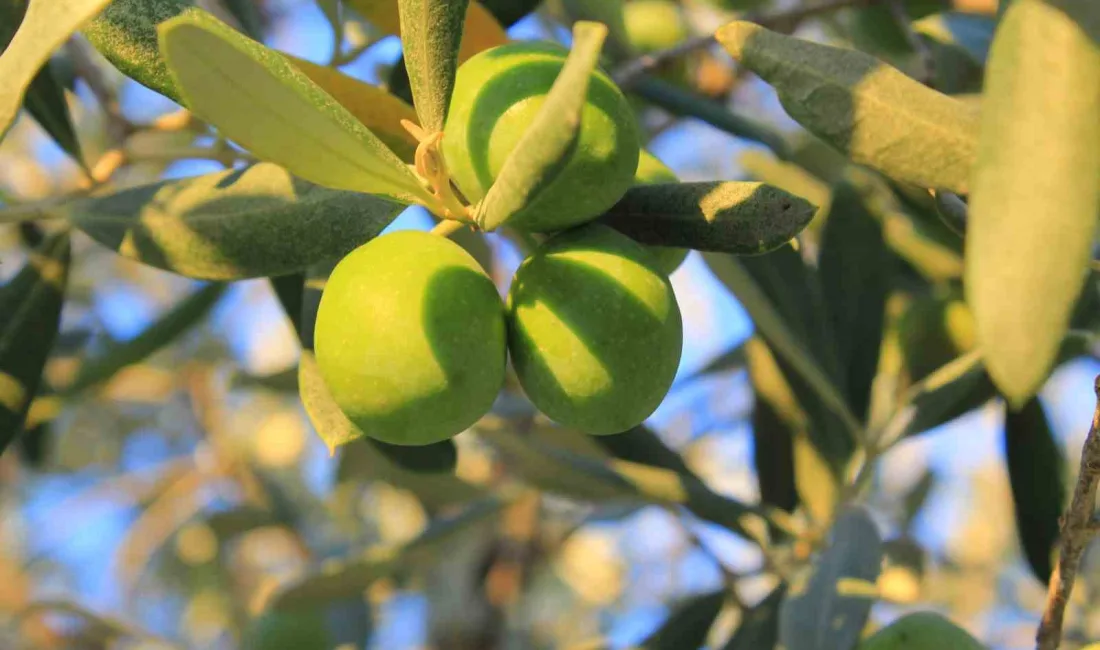 Gemlik Ziraat Odası, 2026 yılı hasat dönemi için hazırladığı zeytin