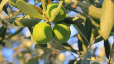 Gemlik Ziraat Odası, 2026 yılı hasat dönemi için hazırladığı zeytin