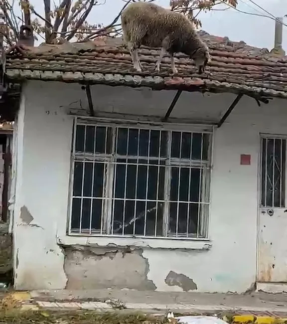 Edirne’nin Lalapaşa ilçesinde tek katlı bir evin çatısındaki otları yemek