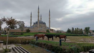 Edirne’de üç başıboş at, kentin en önemli tarihi noktalarından Selimiye