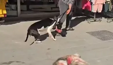 İstanbul’un Esenyurt ilçesinde bir kadının ağızlıksız şekilde gezdirdiği yasaklı ırk