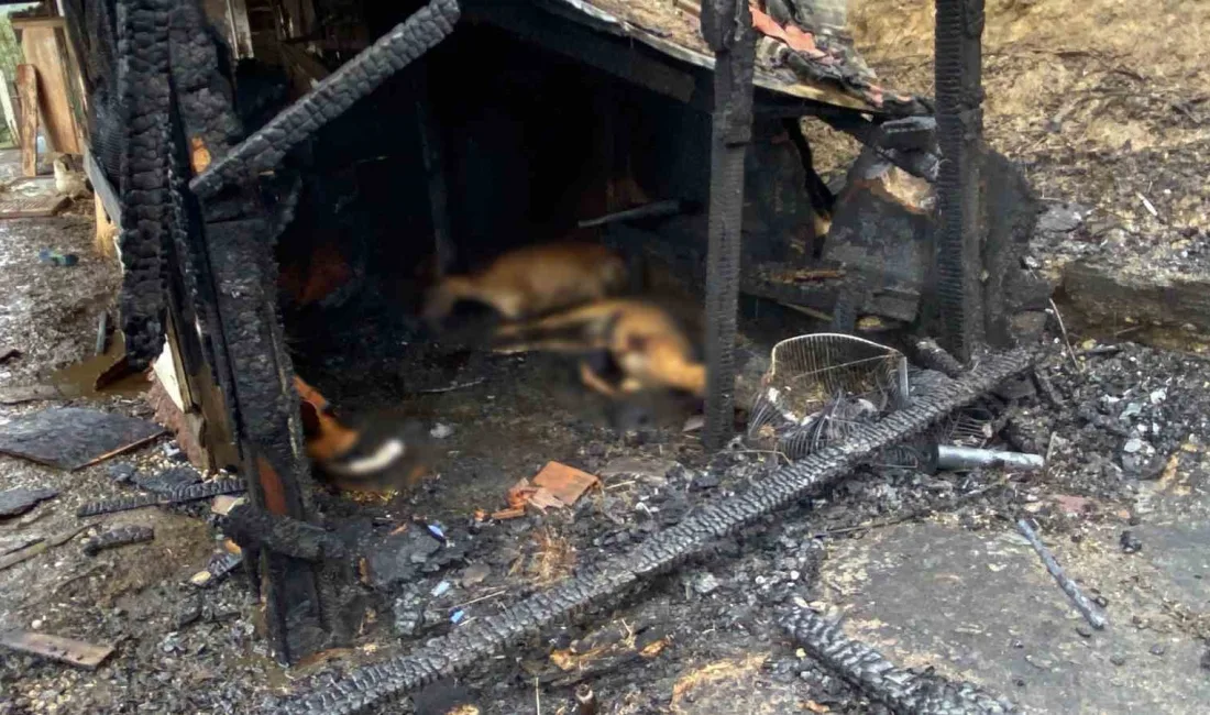 Kocaeli’de ahırda çıkan yangında koyun, köpek, tavuk, güvercin ve tavşan