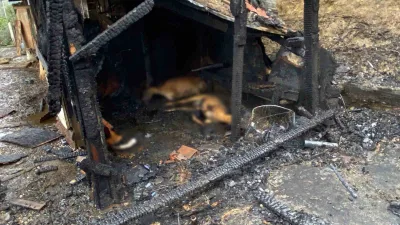 Kocaeli’de ahırda çıkan yangında koyun, köpek, tavuk, güvercin ve tavşan