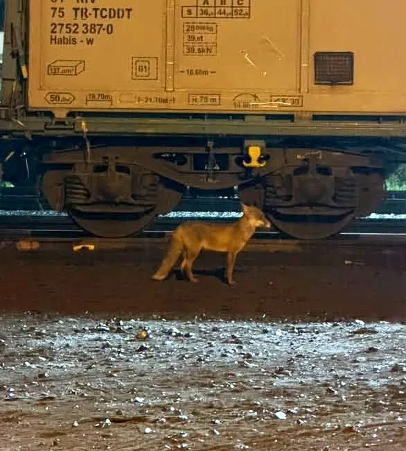 Tekirdağ’ın Muratlı ilçe merkezinde tren istasyonu yakınındaki hemzemin geçit yanında