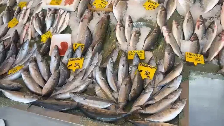 Türkiye Deniz Canlıları Müzesi Kurucusu ve İstanbul’un yarım asırlık balıkçısı