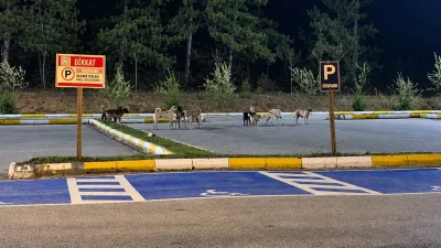 Bilecik’te Pelitözü Gölpark mesire alanında gruplar halinde gezen köpekler vatandaşları