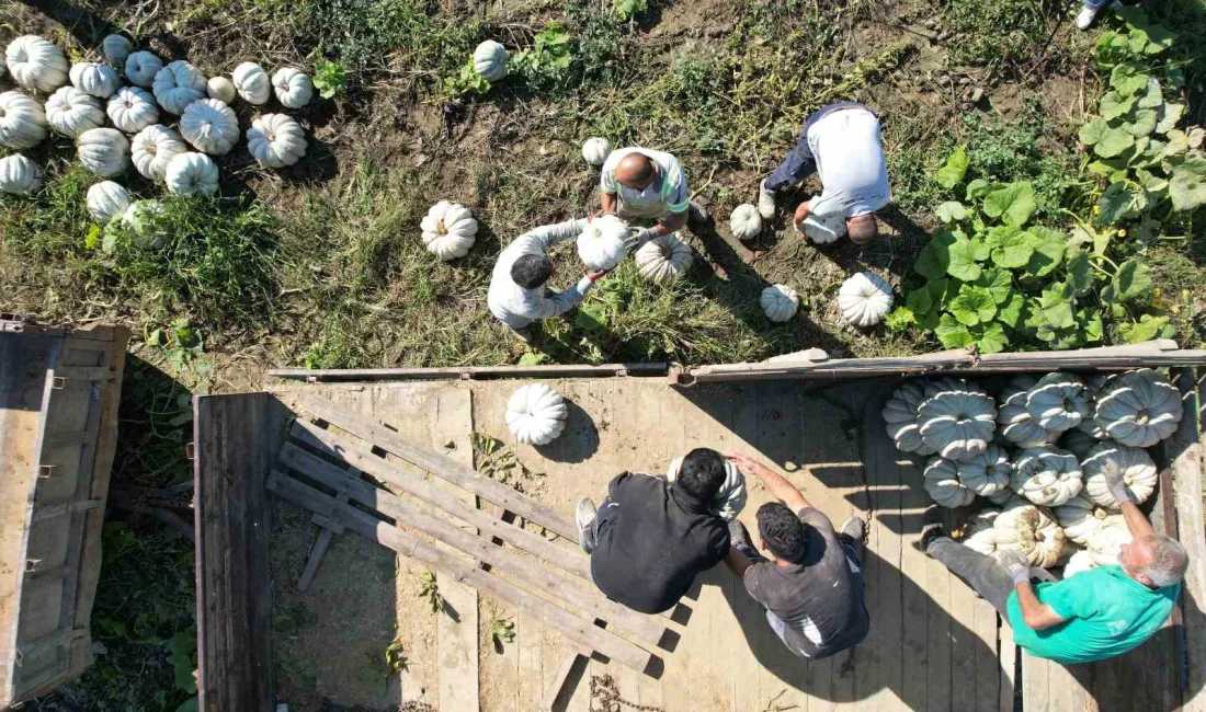 Türkiye’de kabak dendiğinde akla ilk gelen şehir olan Sakarya’da, coğrafi