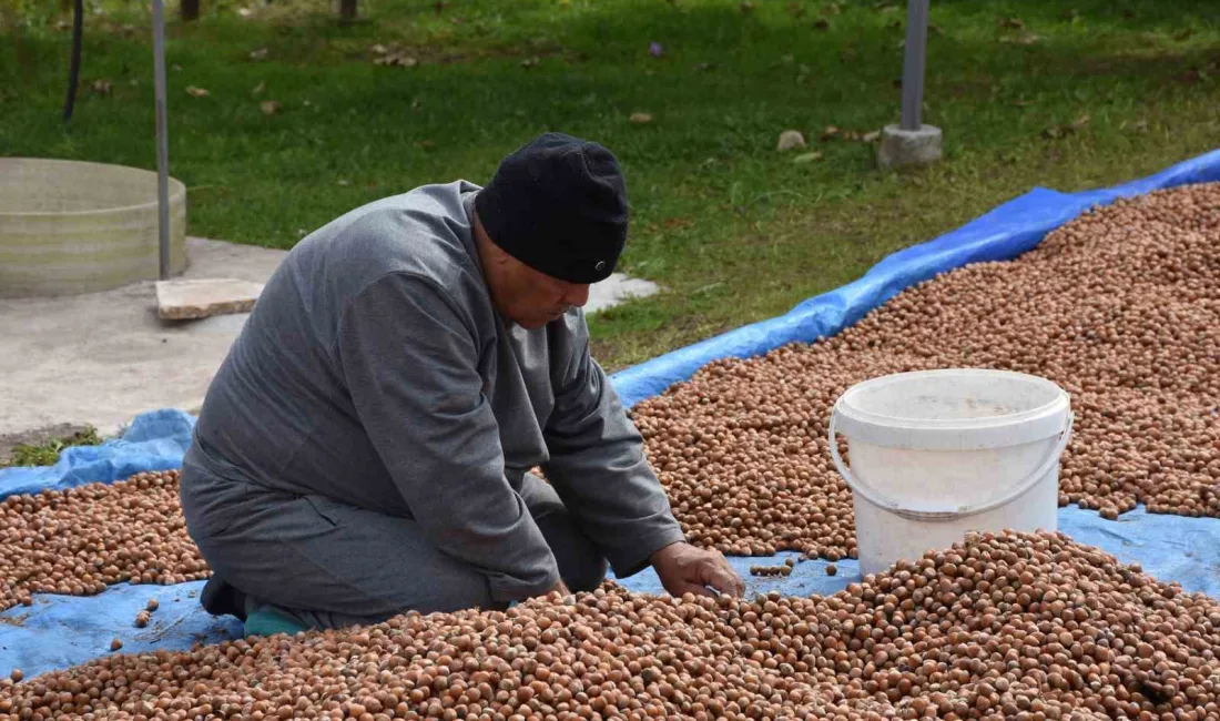Türkiye’nin en önemli fındık üretim merkezlerinden Sakarya’da hasat mesaisi devam