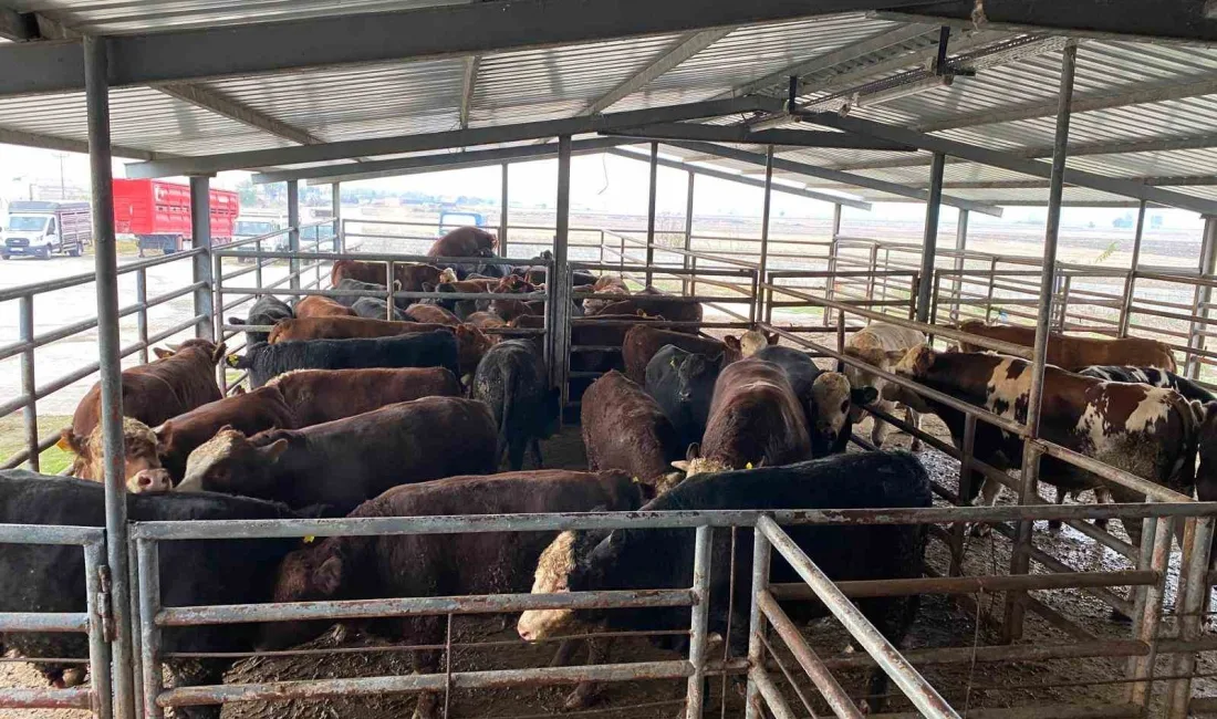 Tekirdağ’ın Saray ilçesinde yapılan denetimde, ırk, cinsiyet ve küpe numaraları