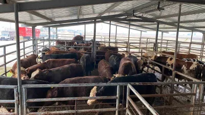 Tekirdağ’ın Saray ilçesinde yapılan denetimde, ırk, cinsiyet ve küpe numaraları