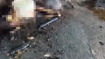 İstanbul’un Silivri ilçesinde bir ahırda çıkan yangında, 14’ü gebe olmak