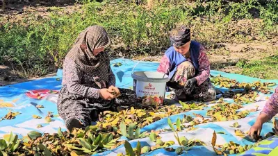 Balıkesir’in Sındırgı ilçesinde ceviz hasadı devam ederken, bu yıl rekoltenin