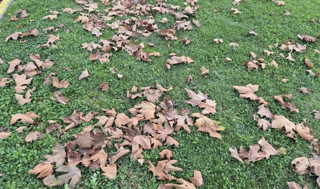 Tekirdağ’ın Süleymanpaşa ilçesinde sonbaharın gelişiyle birlikte ağaçlardan dökülen kuru yapraklar,