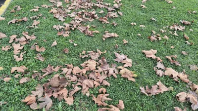Tekirdağ’ın Süleymanpaşa ilçesinde sonbaharın gelişiyle birlikte ağaçlardan dökülen kuru yapraklar,