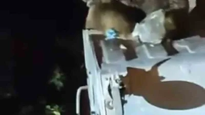 Uludağ’da aç kalan ayı, Sarıalan bölgesinde yiyecek bulmak için çöp