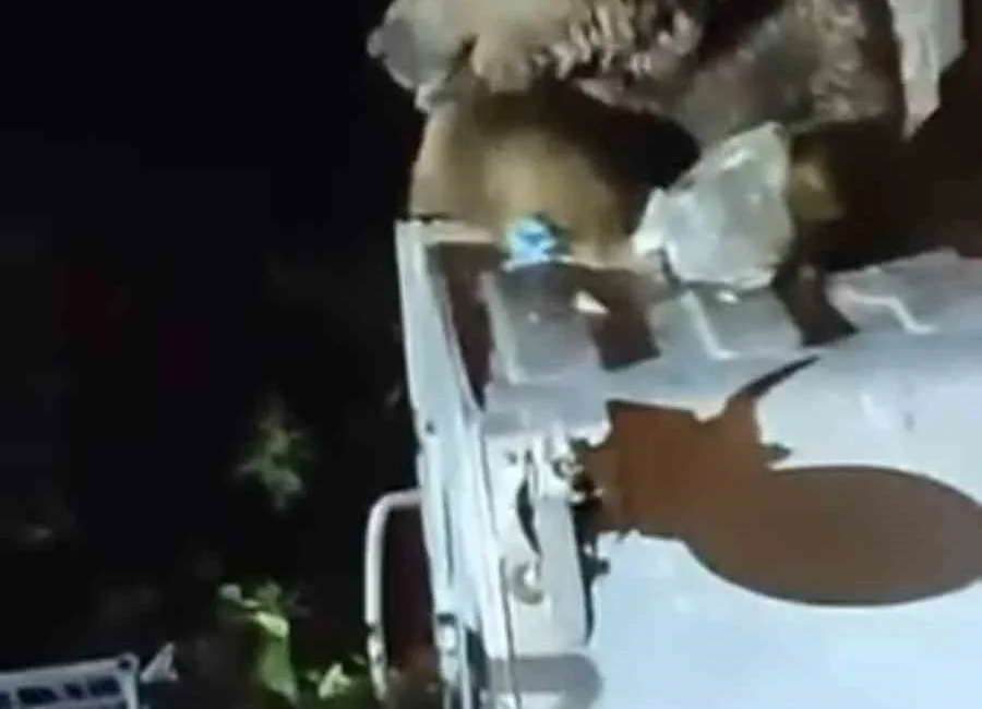 Uludağ’da aç kalan ayı, Sarıalan bölgesinde yiyecek bulmak için çöp